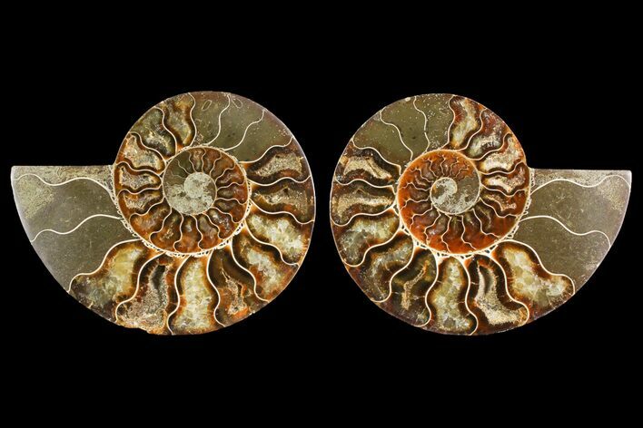 Agate Replaced Ammonite Fossil - Madagascar #150891